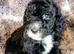READY TODAY - Vet checked and vaccinated.