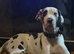 Great Dane Litter due in July