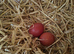 Black copper marans and burford breeding group