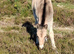 NF foals