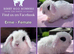 Baby Mini Lop Bunnies - Reserve now - Homes 10/06