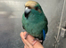Hand reared baby male Kakariki parrot available
