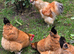 3 Essex buffs 1 silky cockerel