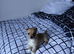 Lovely pomchi