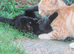 PRETTY FARM REARED TORTOISESHELL KITTEN