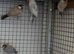 Java finches