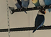 Lovebirds for sale