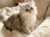 GCCF registered beautiful silver Persian kittens