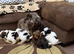 Beautiful Kc Reg’d Havanese Puppies Boys and Hirls