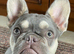 French bulldog