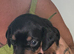 Dachshund