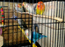 Lovebird 4 pairs (8 birds)