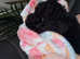 Miniature poodle puppies