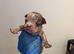 Frenchie x classic bully puppies