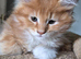 Boys Maine Coon