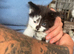 Adorable fluffy kittens looking for new home