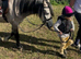 Registered Welsh Section A Gelding