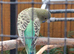 Black face baby budgie