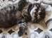 Beautiful fluffy maine coon cross