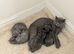 Kittens British Shorthair