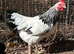 Light Sussex Bantam cockerel