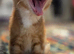 Ginger kitten