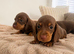 Stunning Miniature Dachshund Puppies