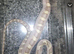 White sided black rat snake