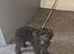 Mini schnauzer