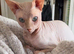 Beautiful 12 week Sphynx