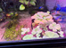 Floating plants