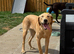 Gorgeous trained 6 month old female Labrador