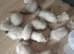 14 baby ferrets