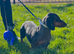 For sale Bella 4years old dashund girl
