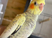 Hand-Reared Cockatiel