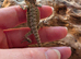 Baby bearded dragons