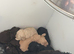 Gorgeous Cockapoo Puppies