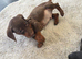 Dachshund