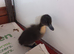 Day old ducklings