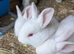 New Zealand California Rabbits