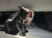 9 week old female kitten got forever home