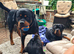ROTTWEILER FOR STUD