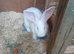 One 14 week old continental x flemish giant rabbit left