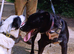 Meet SHEAMUS ! A Lovely Boy for a Loving Home