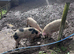 3 FATTENED 11 MONTH OLD GILTS