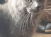Blue female queen maine coon
