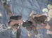 Stunning rat pups