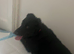 Crossbreed lab crossed collie