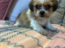 Stunning Shih Tzu’s