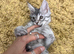 Maine Coone kittens